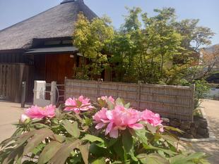 牡丹が咲きました