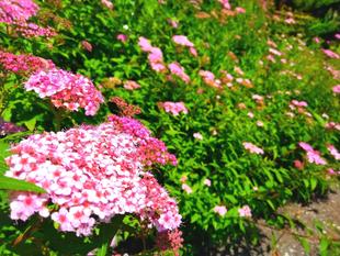 下野が咲きました