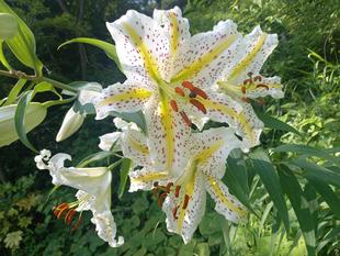 ヤマユリとつまみ細工ワークショップ