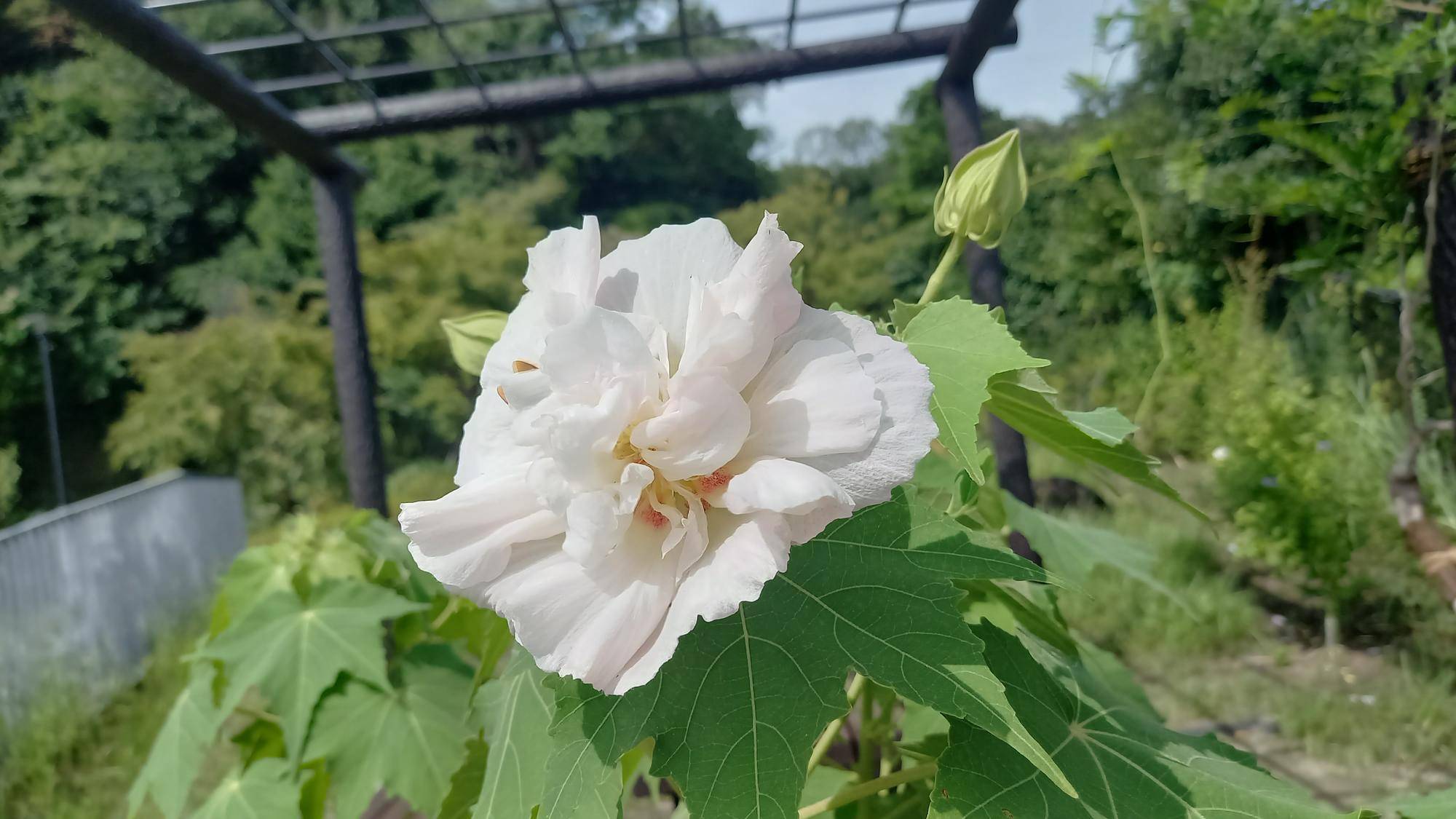 時間経過を楽しめる花、酔芙蓉の写真