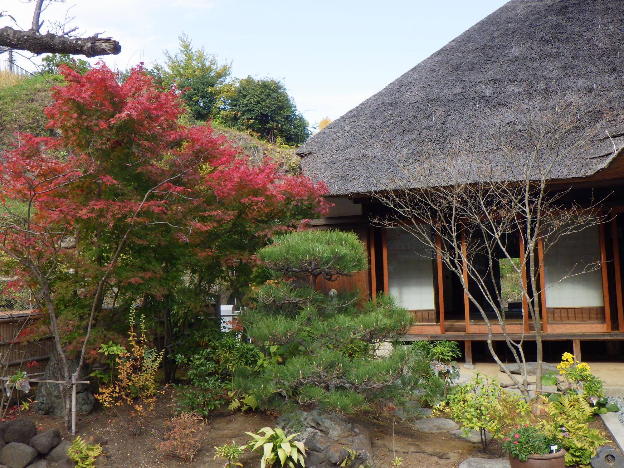 金沢八景権現山公園の初冬の彩りの写真