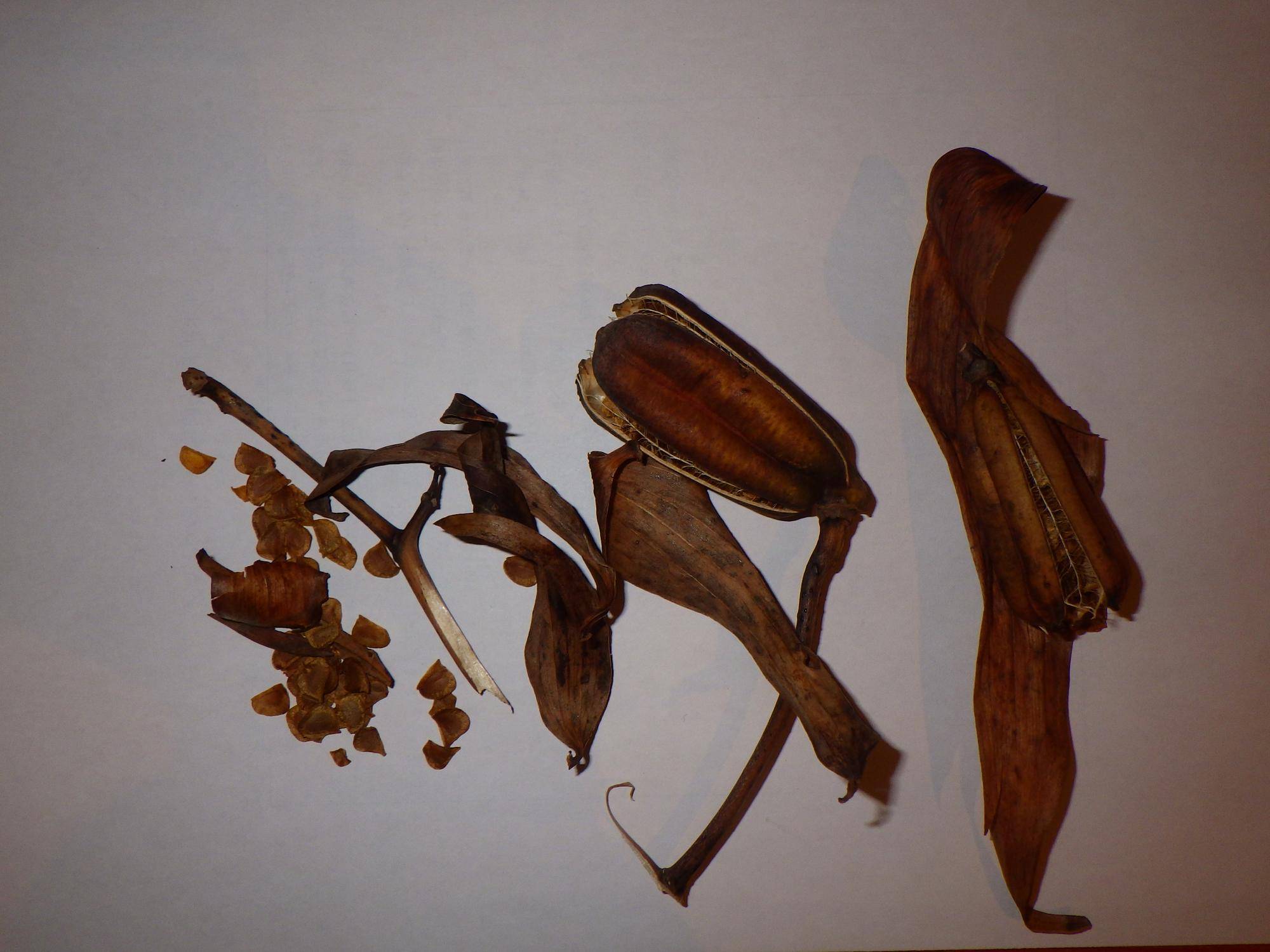 ヤマユリの写真