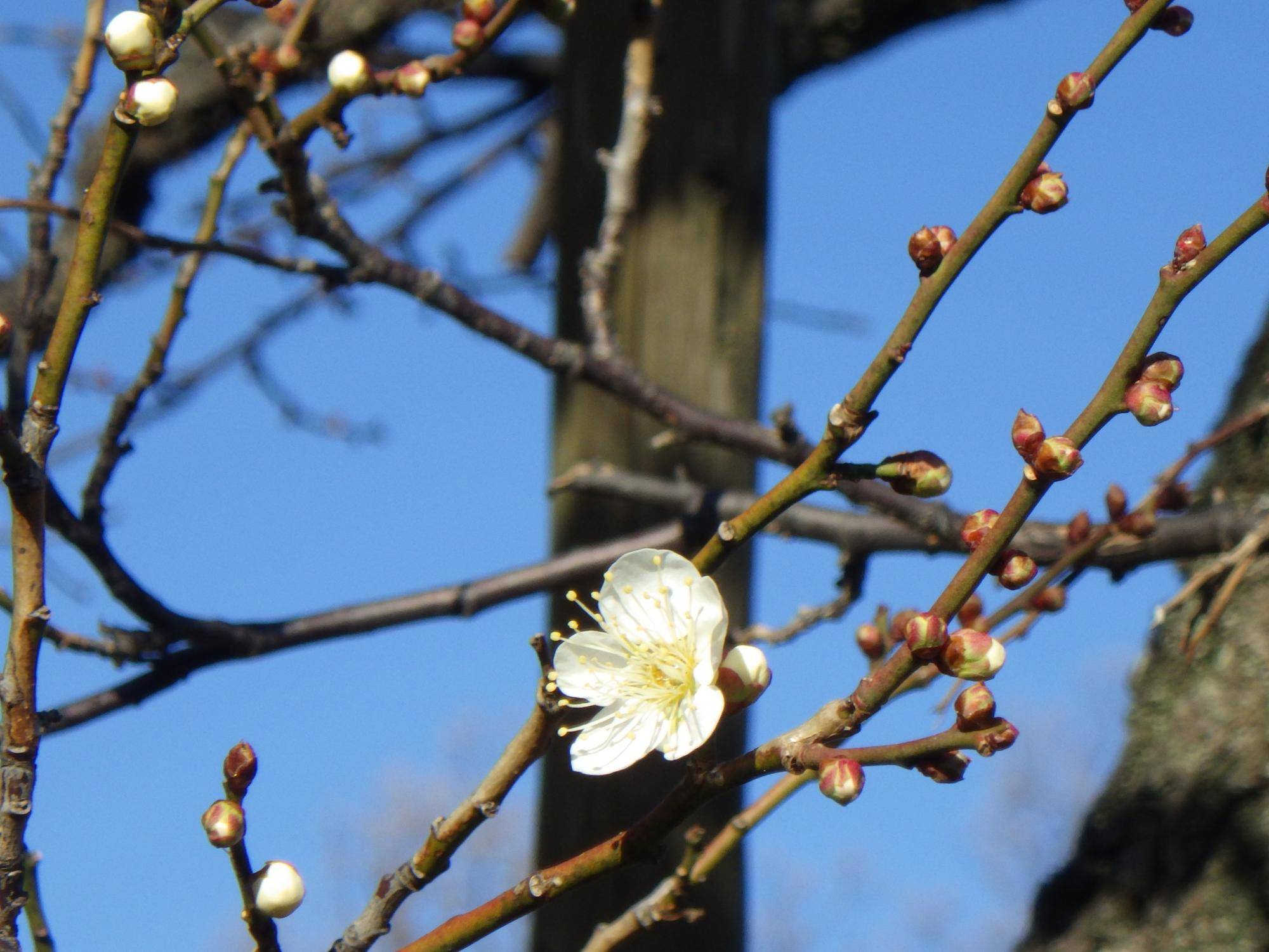 金沢八景権現山公園の新春の開花情報の写真
