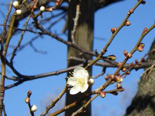 金沢八景権現山公園の新春の開花情報