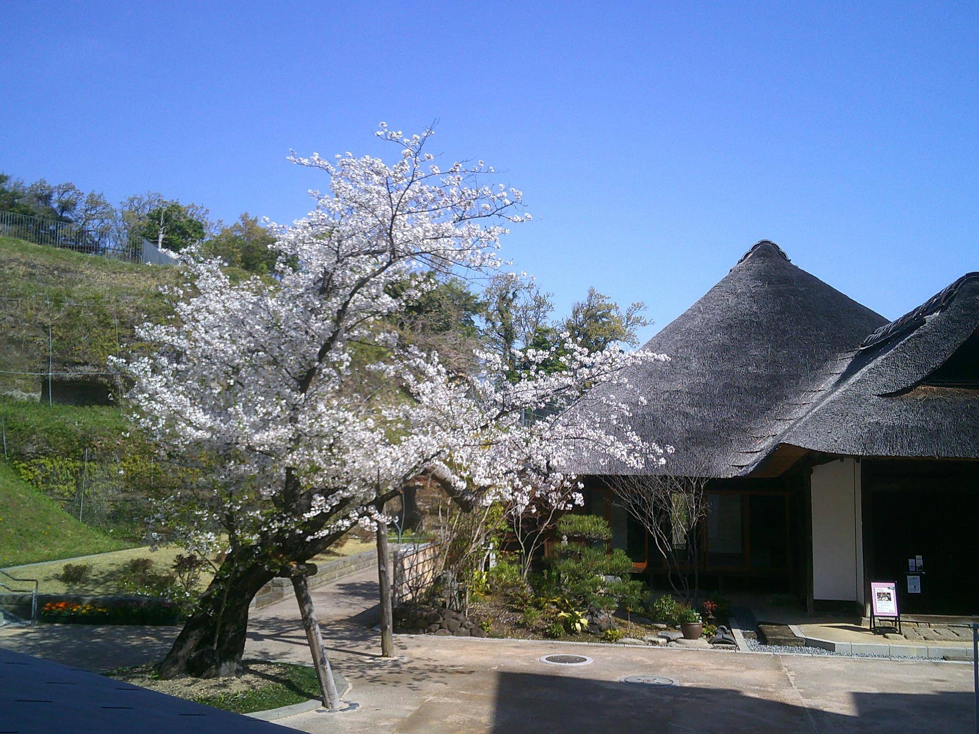 金沢八景権現山公園についての画像