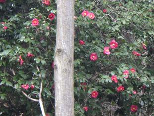 弥生月の権現山公園