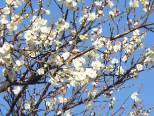 梅見月の権現山公園