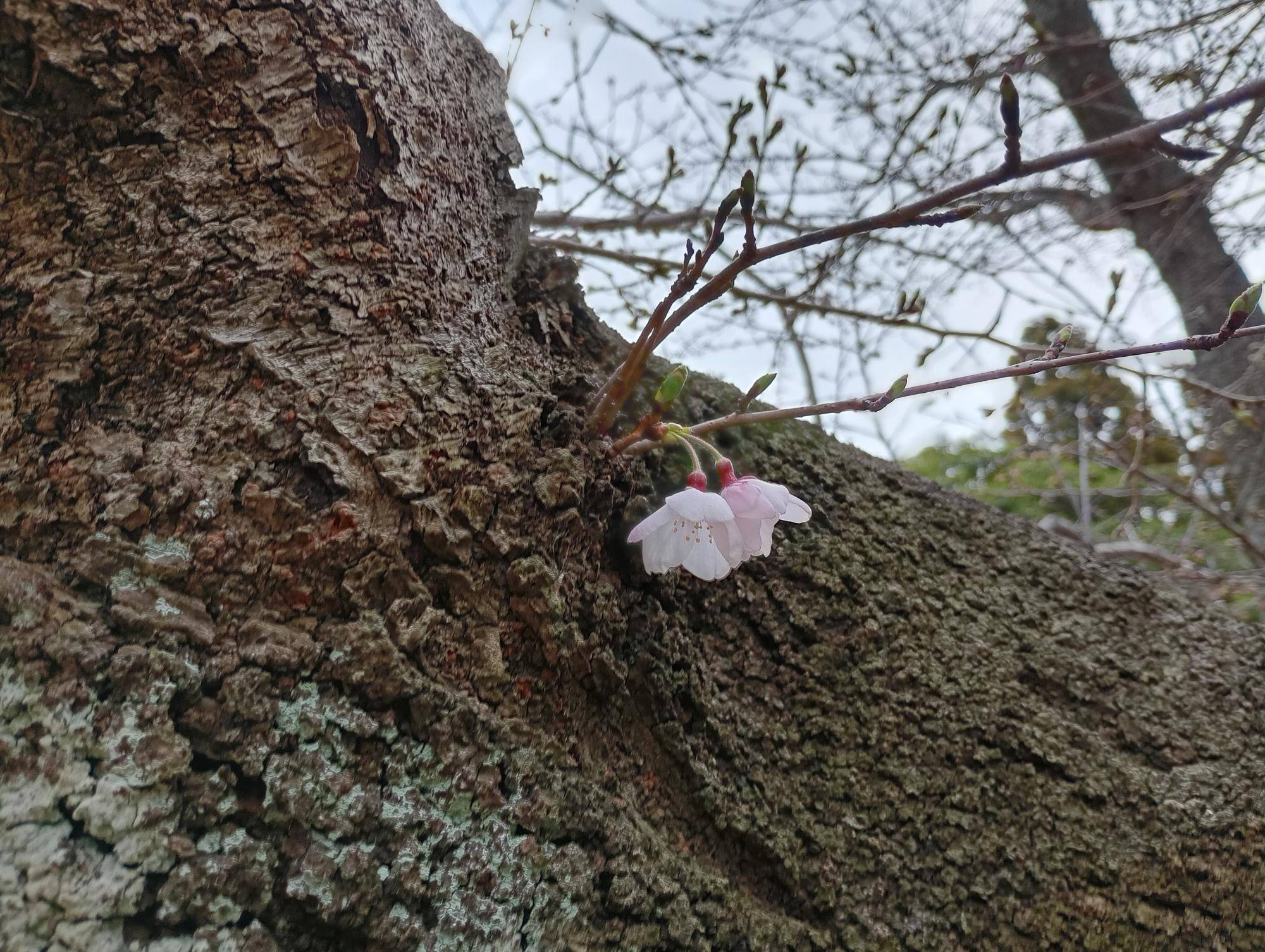 桜開花状況【2026年3月18日】の写真