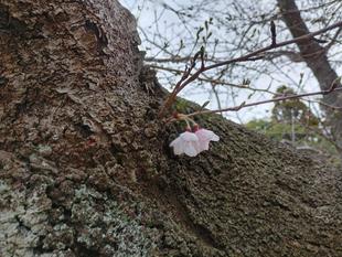桜開花状況【2026年3月18日】