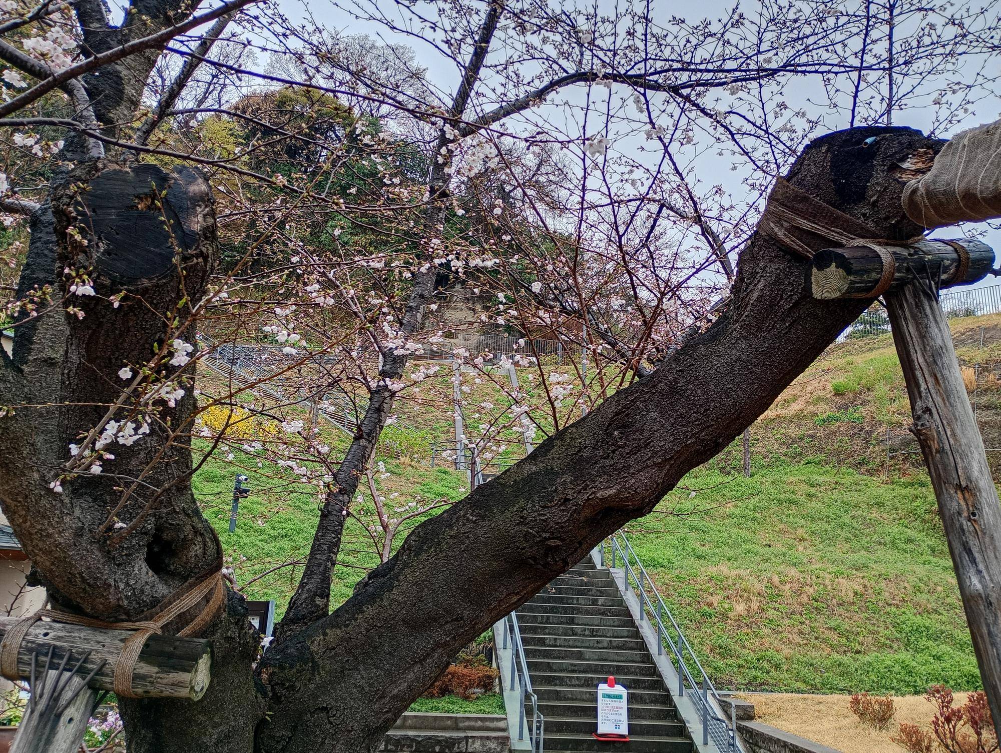 桜開花情報【2026年3月23日】の写真
