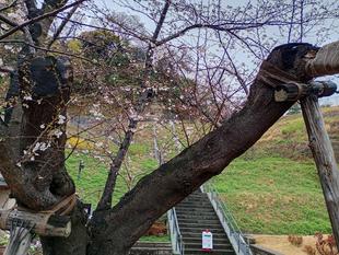 桜開花情報【2026年3月23日】