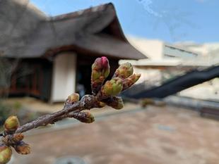 桜開花状況【2026年3月16日】