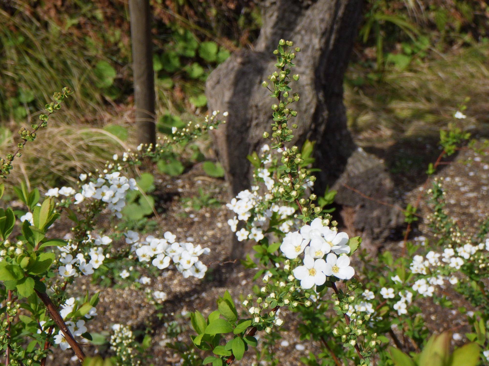 春陽の権現山公園の写真