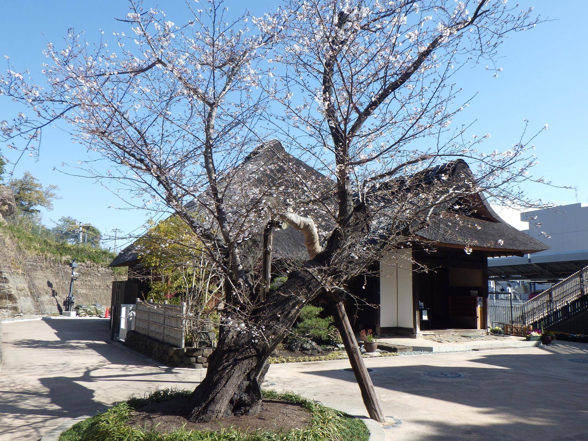 桜開花状況【2026年3月24日】の写真