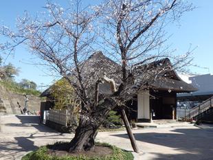桜開花状況【2026年3月24日】