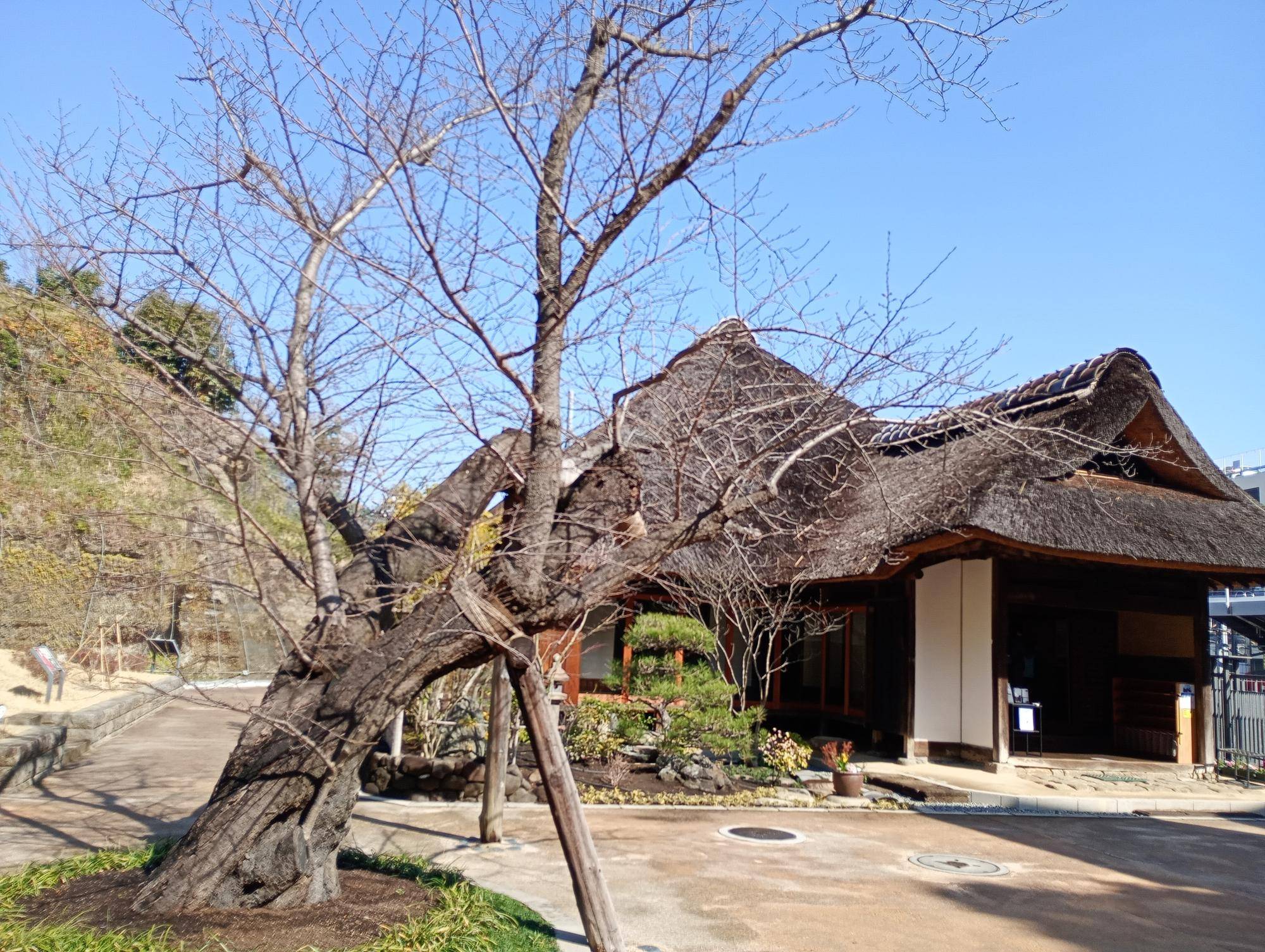 桜開花状況【2026年3月7日】の写真