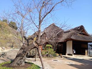 桜開花状況【2026年3月7日】