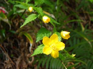 春分の権現山公園