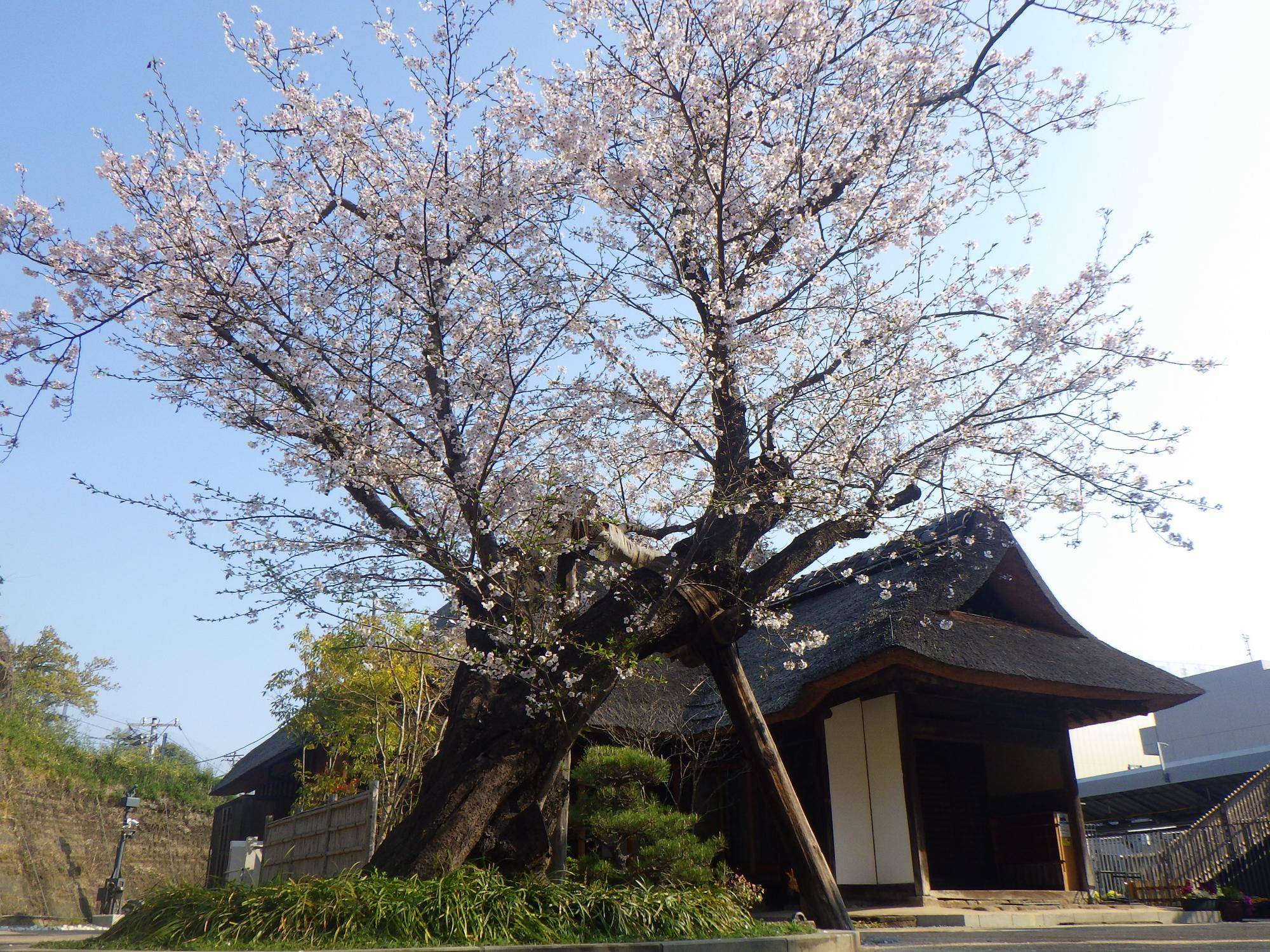 桜開花状況【2026年3月29日】の写真