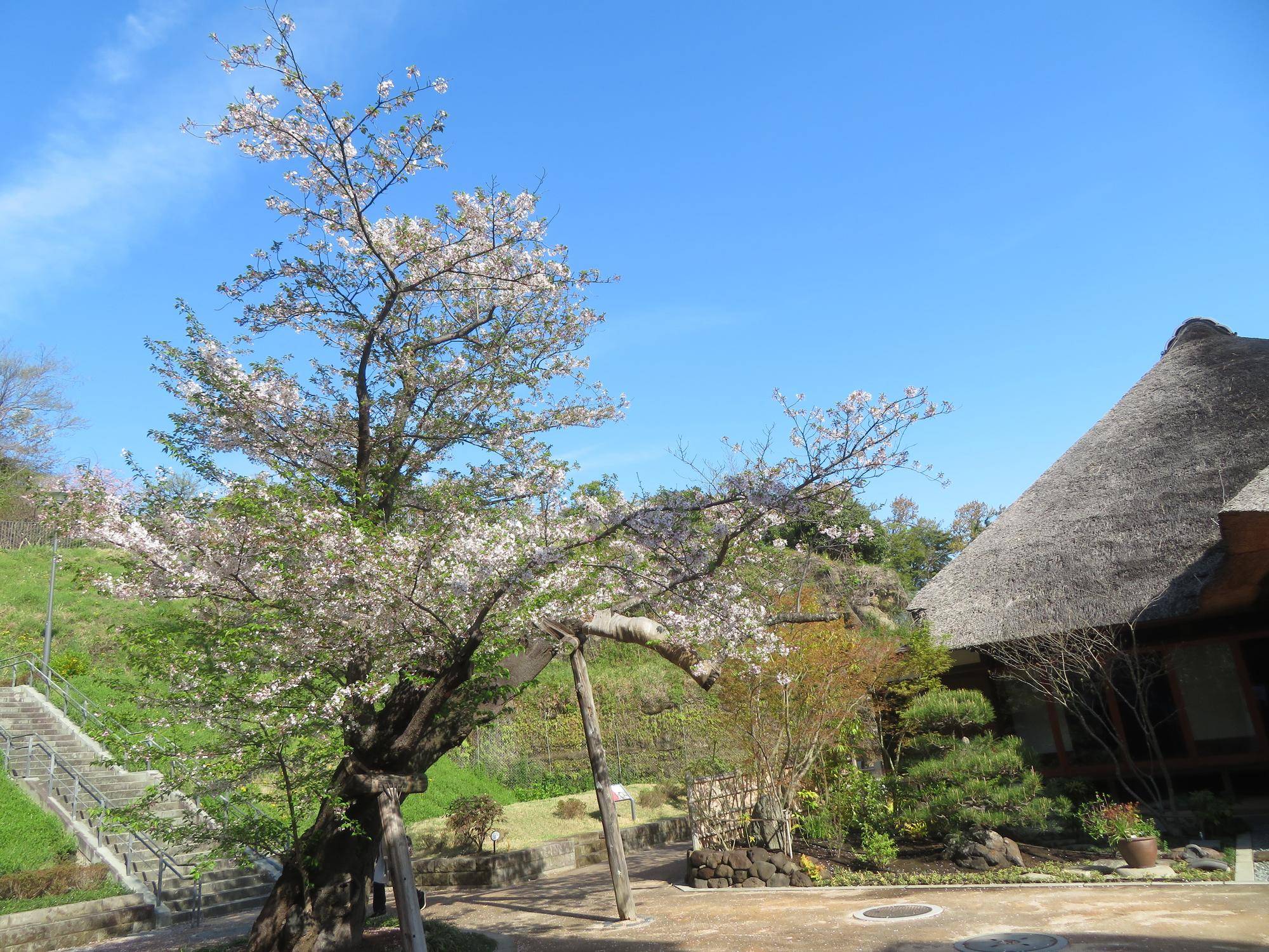 権現山公園桜開花状況（２０２６，４，６）の写真