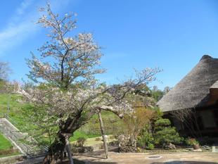 権現山公園桜開花状況（２０２６，４，６）