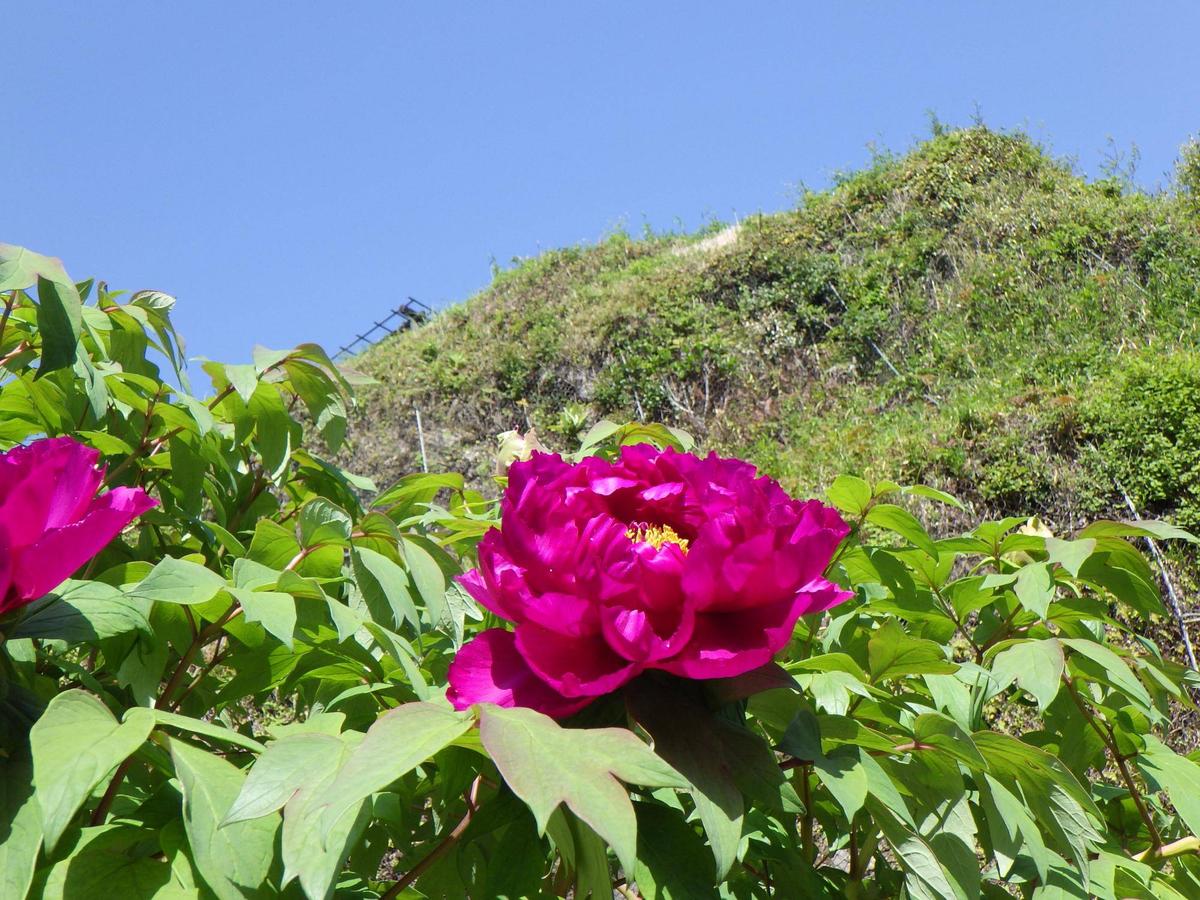 ボタンの開花|｜ブログ|金沢八景権現山公園公式サイト｜公益財団法人