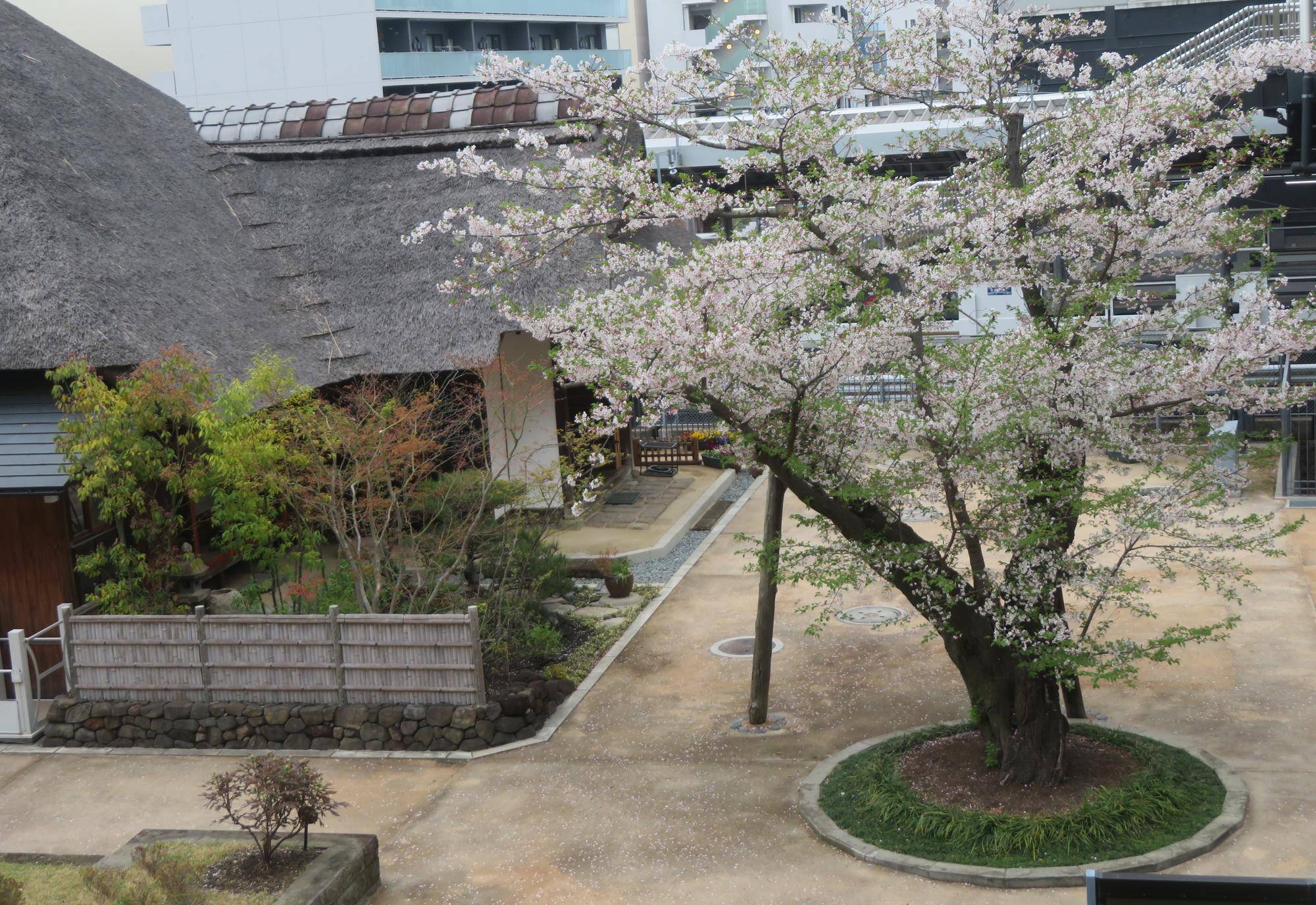 権現山葉桜について（2026、4、4）の写真