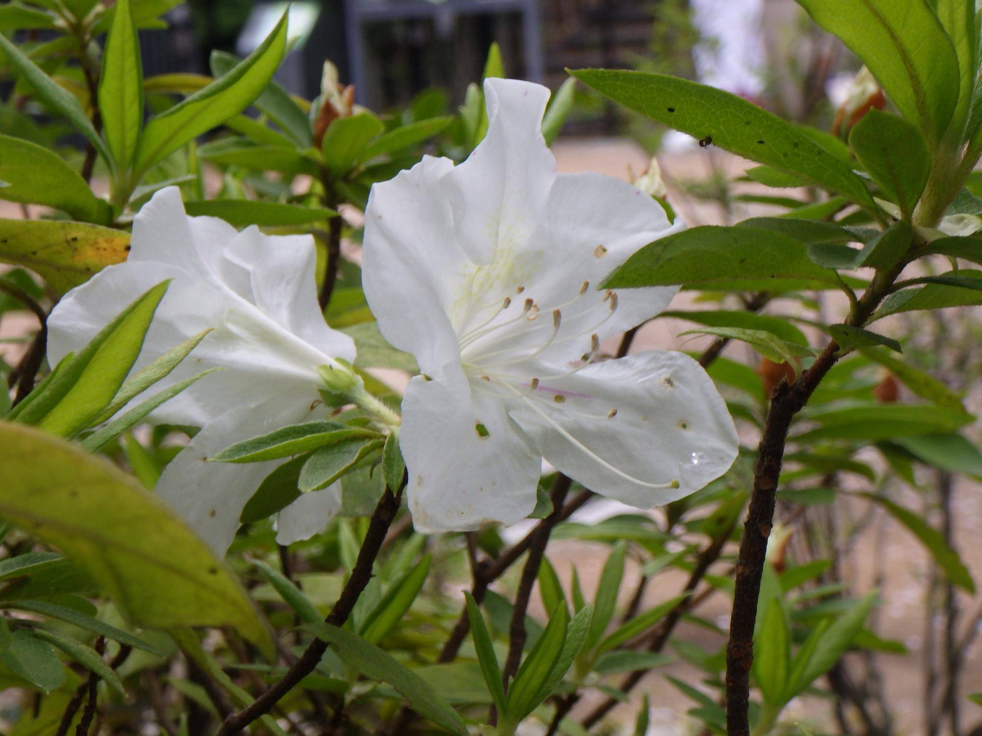 ツツジの開花・新緑の季節の写真