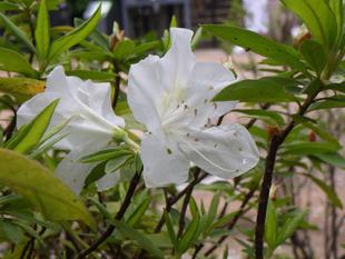 ツツジの開花・新緑の季節