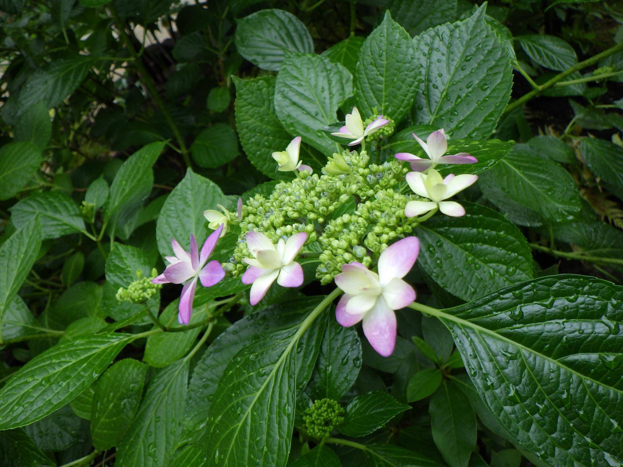 紫陽花の開花情報の写真