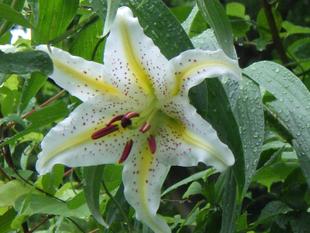 ヤマユリの開花情報