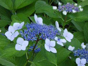 水無月の花情報