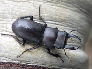 夏の昆虫調査