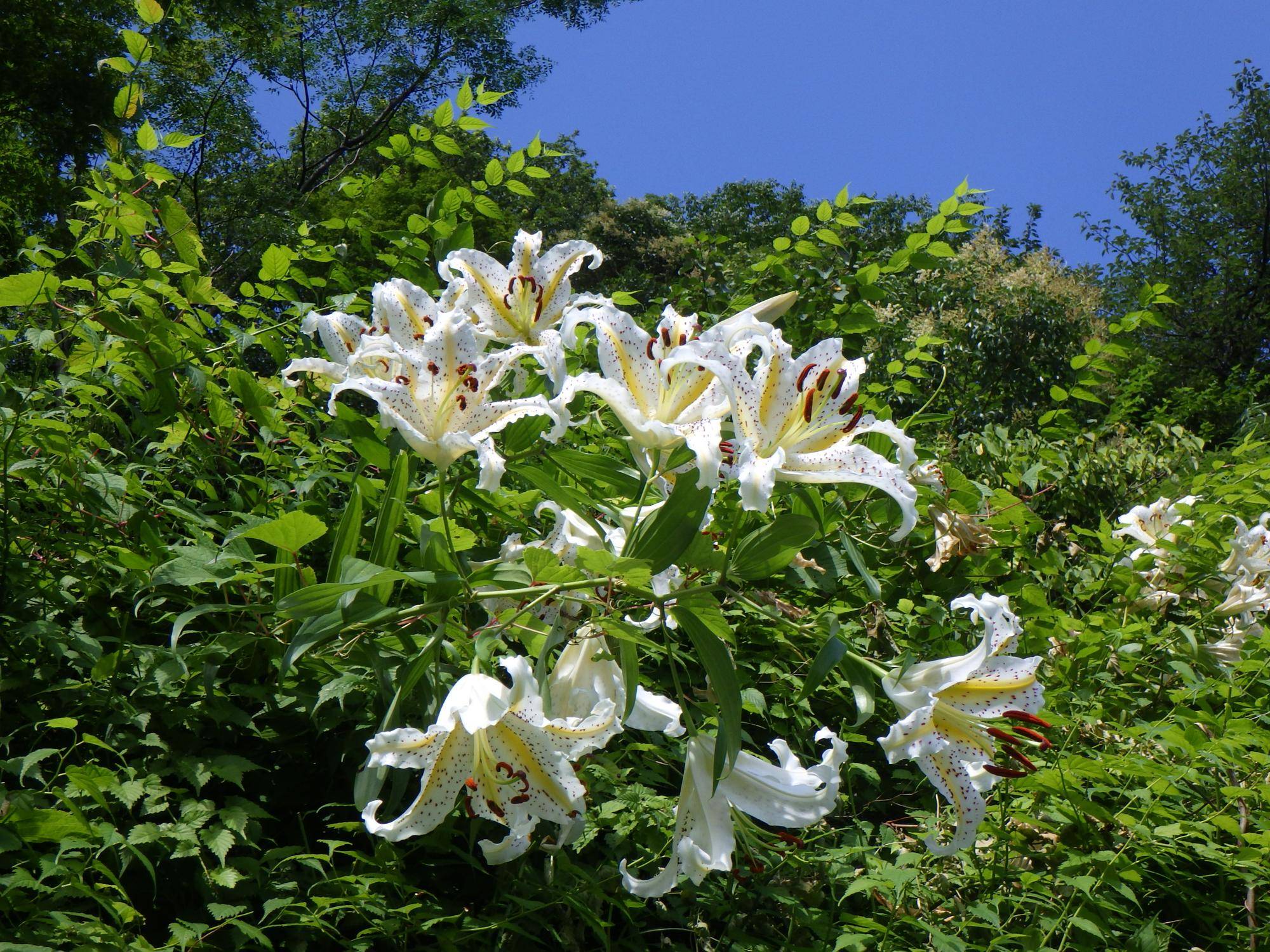 文月（７月）の花情報の写真