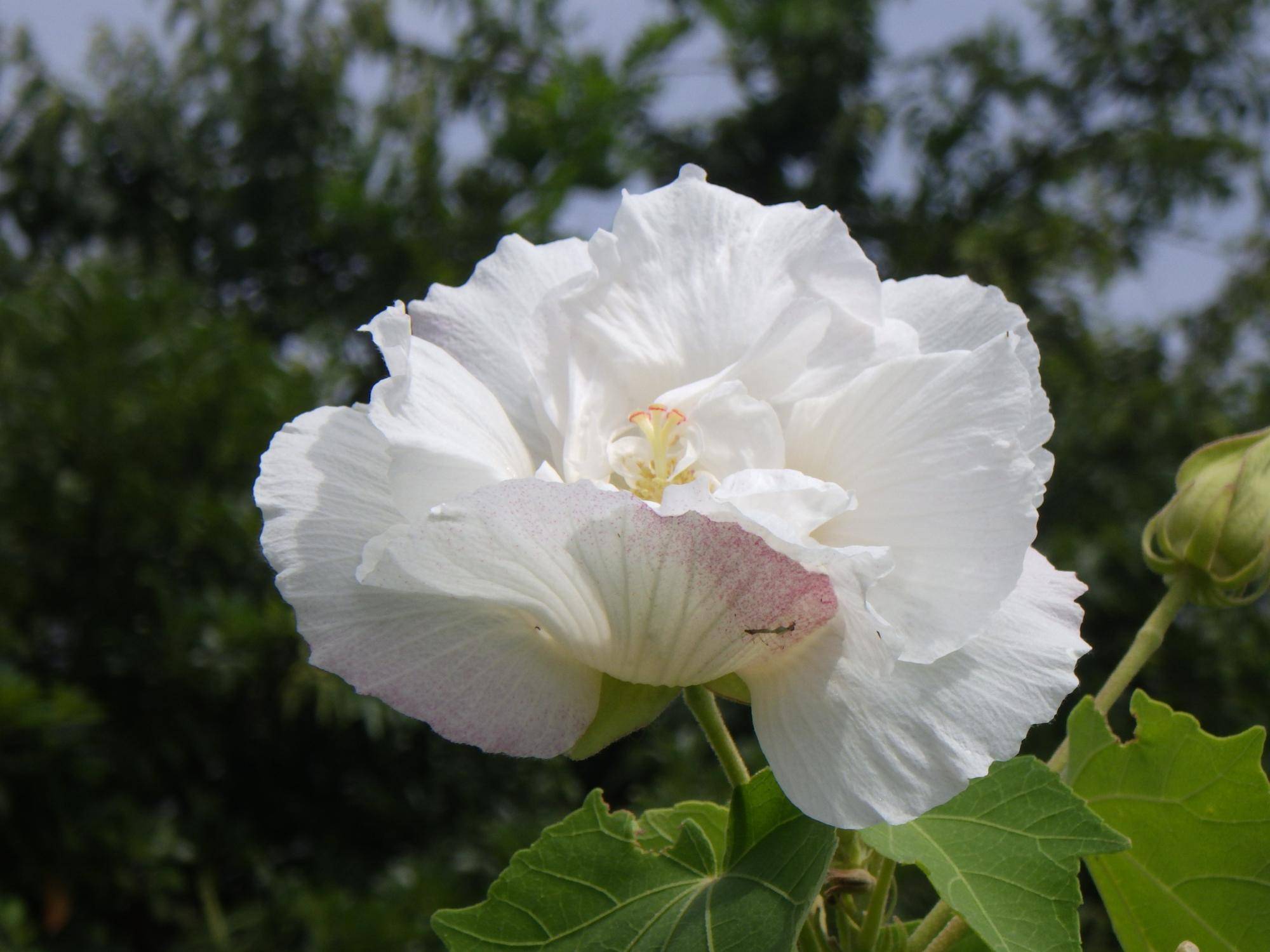スイフヨウ・コスモスの開花情報の写真