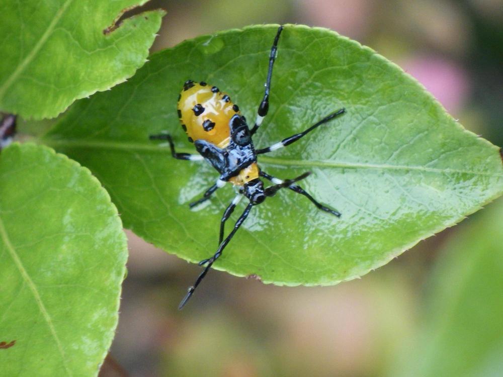 09キバラヘリカメムシ幼虫.jpg