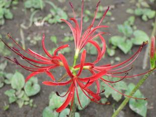 長月（９月）の開花情報