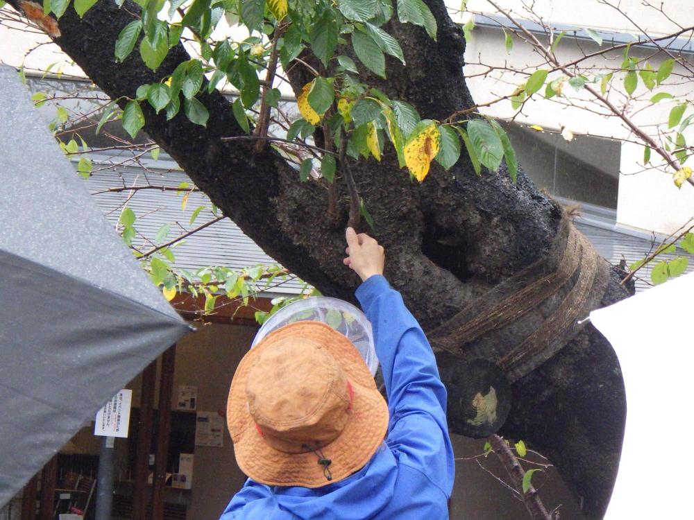 02サクラにいる虫の観察.jpg