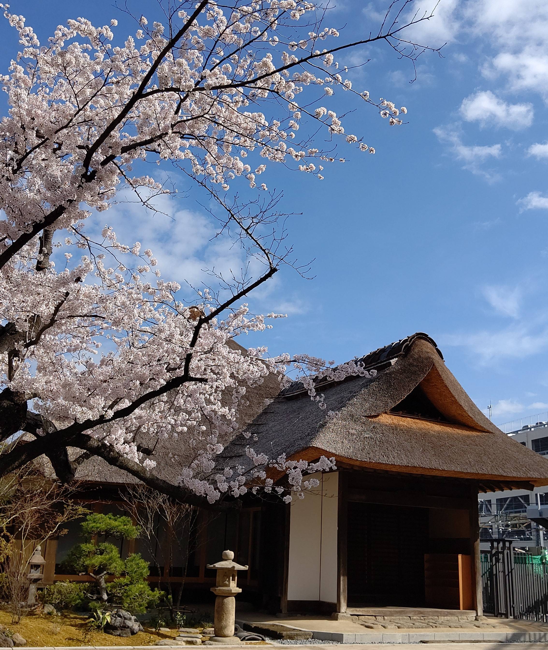 20220423_ブログ_園内の花1.jpg