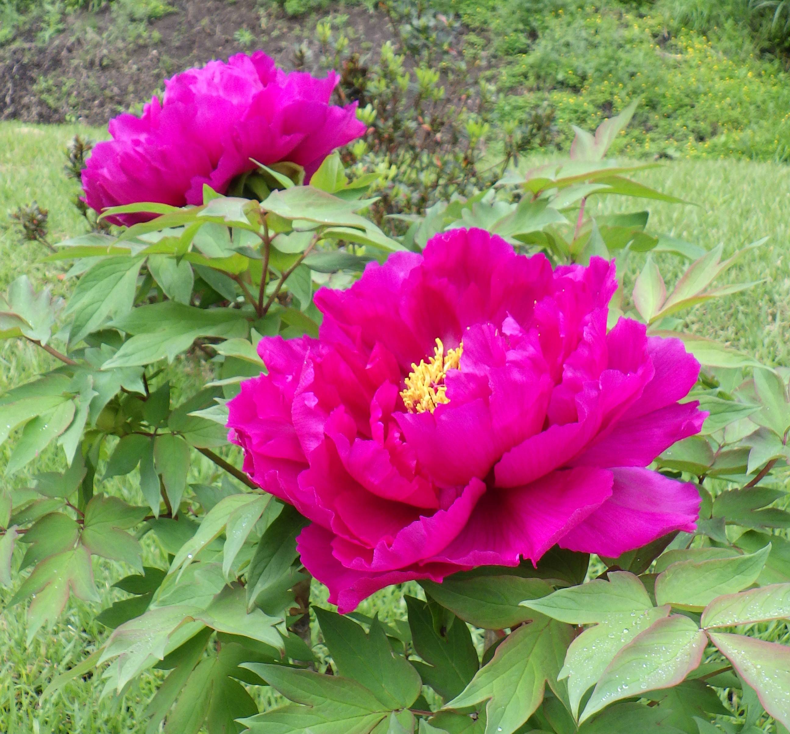 20220423_ブログ_園内の花2.jpg