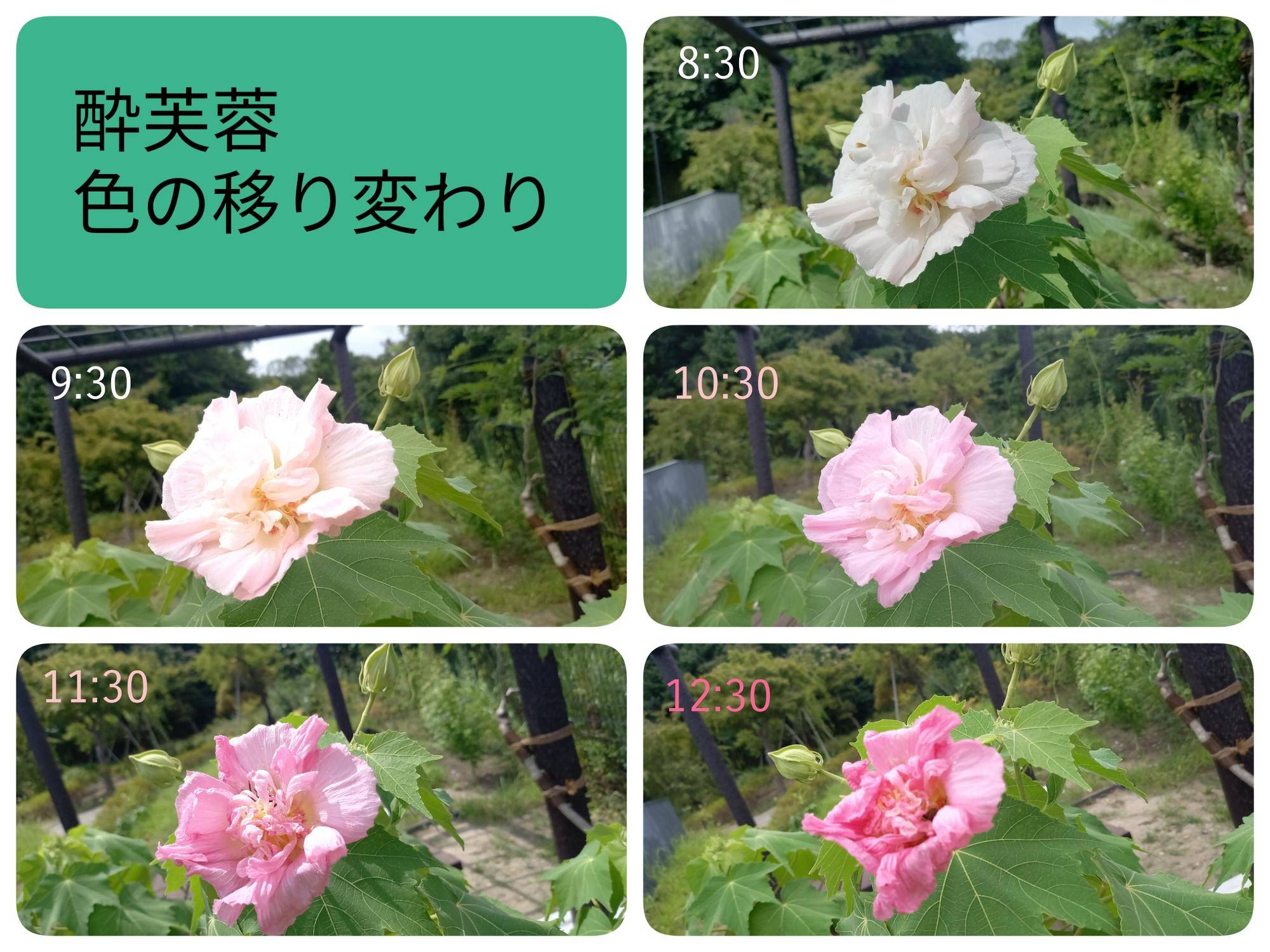 【ブログ】酔芙蓉の色の変化2.jpg