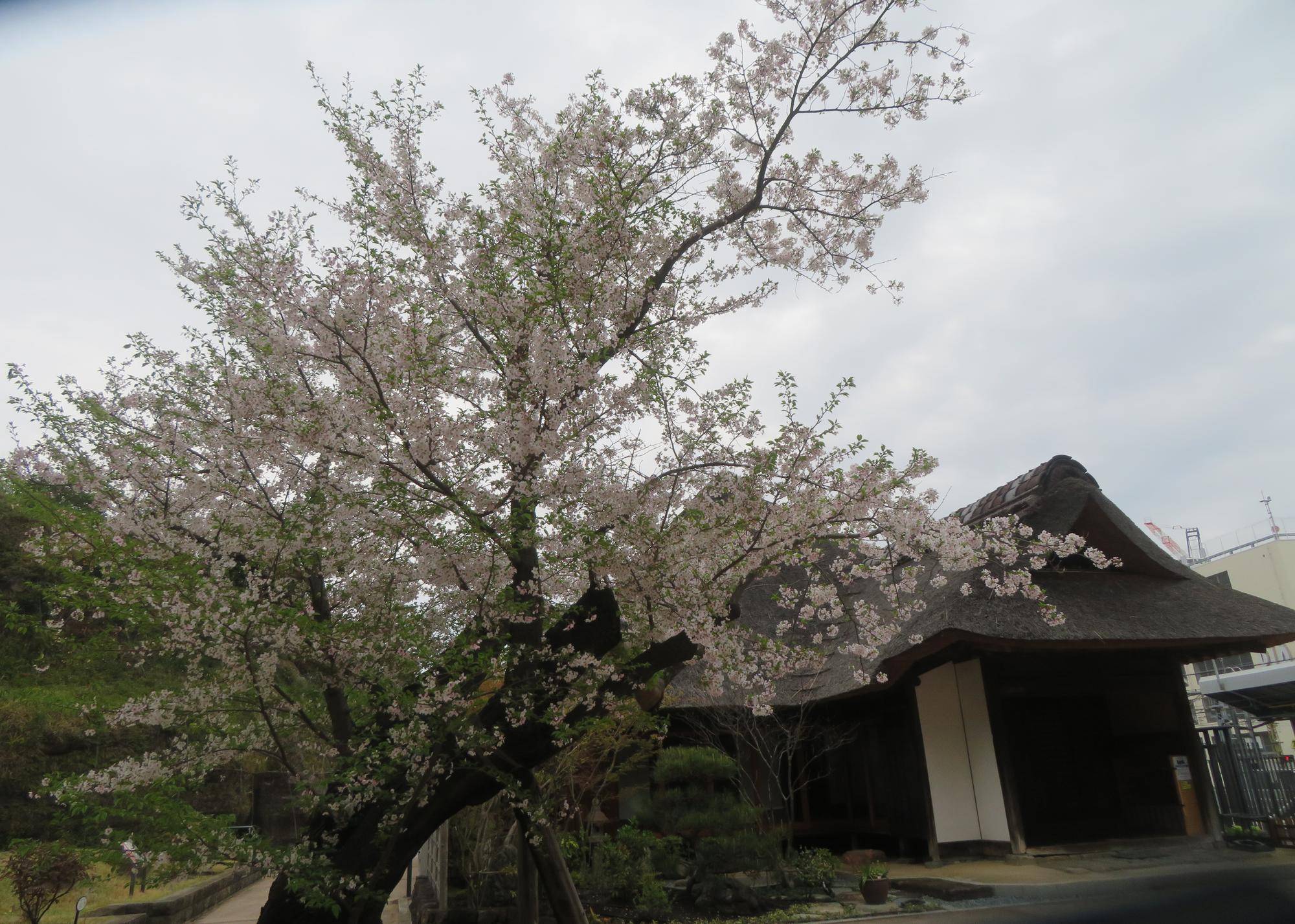 IMG_4781.jpg