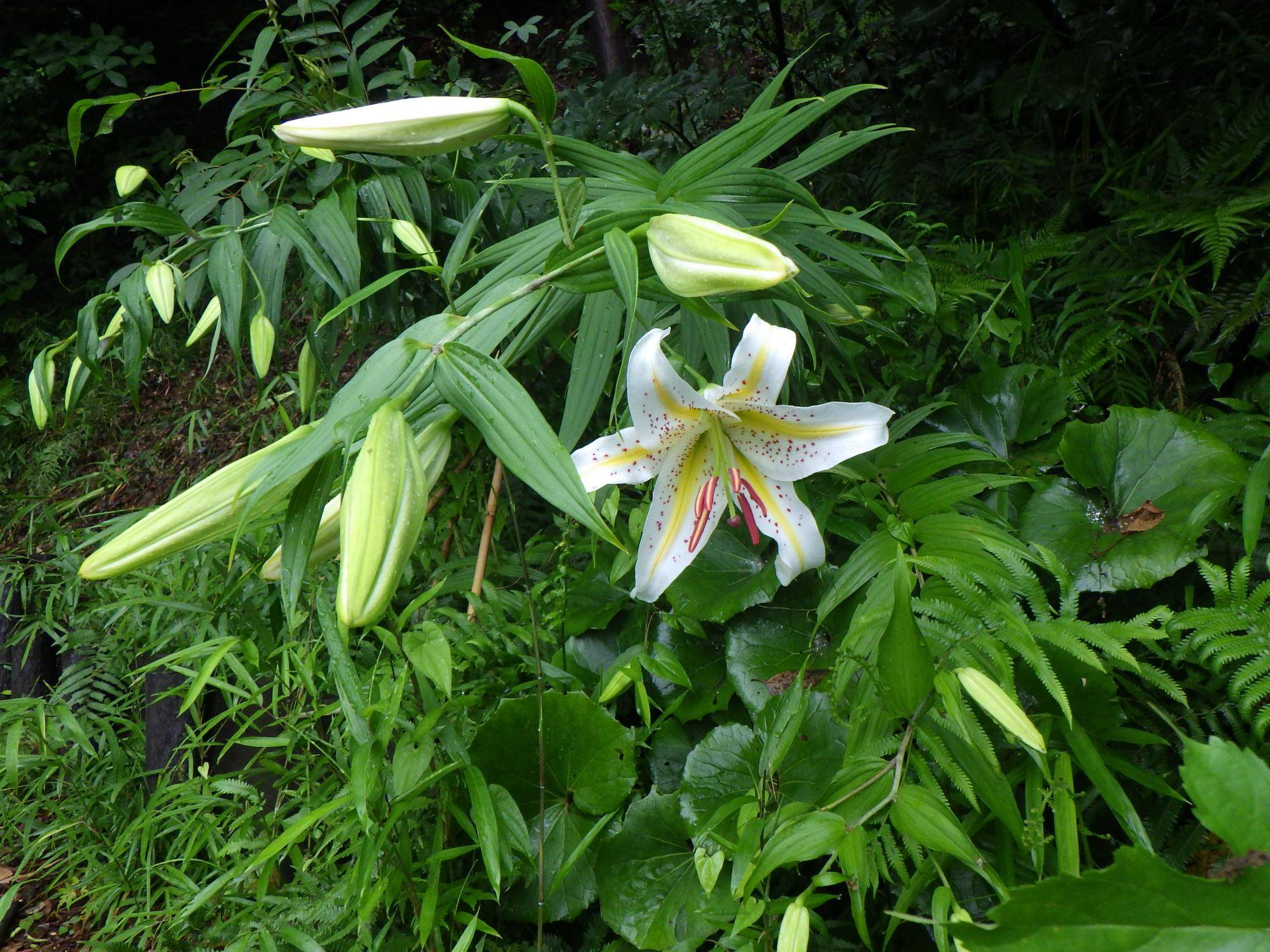 ヤマユリ花開花時撮影6月27日.jpg