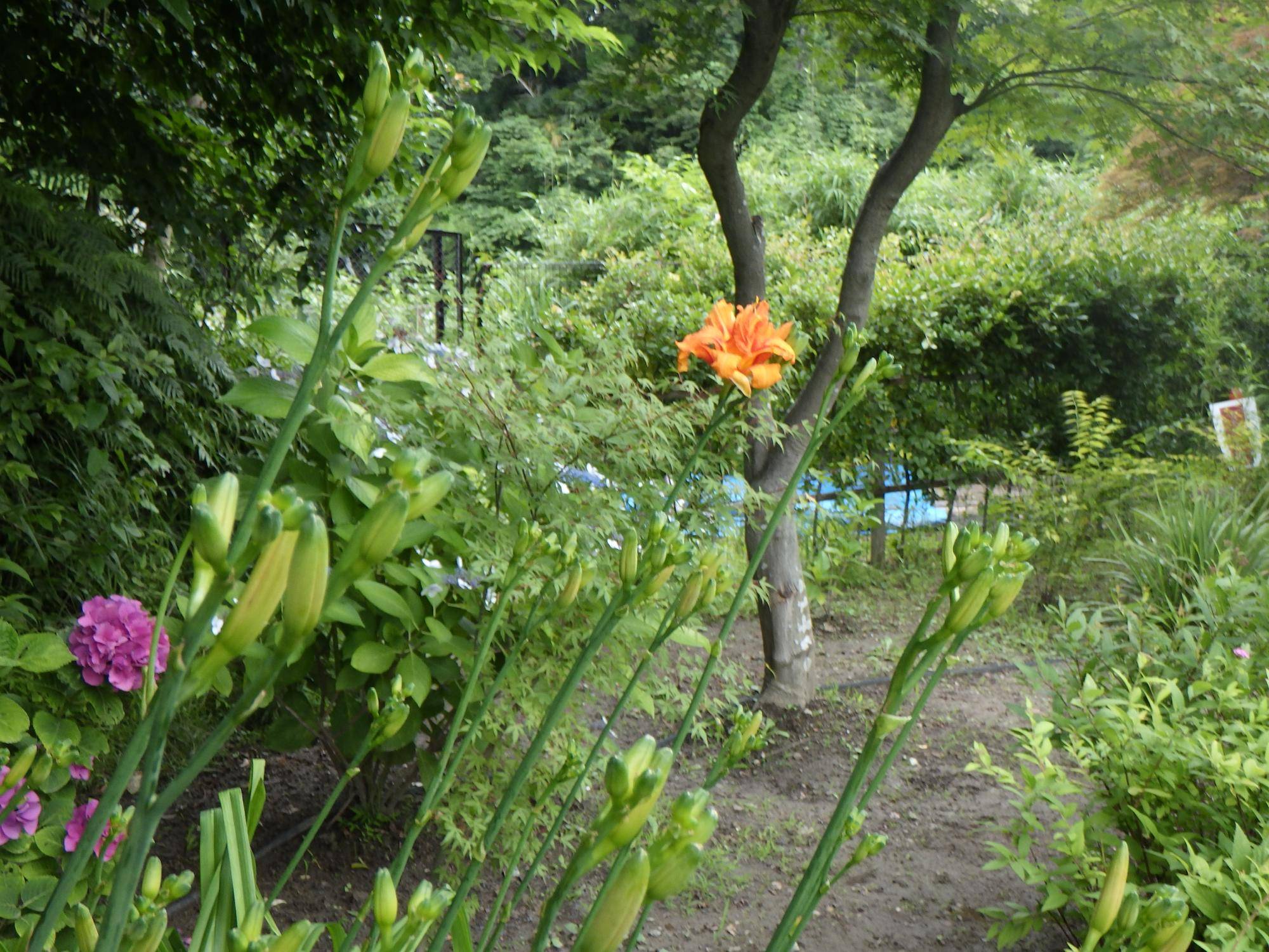 ヤブカンゾウ花遠景.jpg