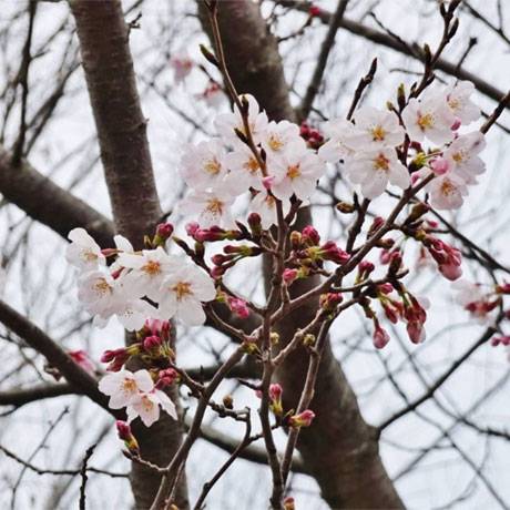 gongenyama-plant_01.jpg