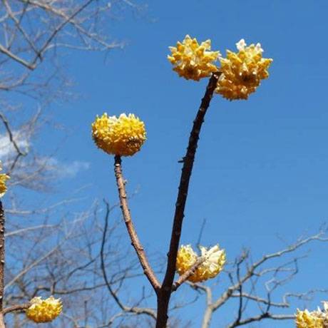 gongenyama-plant_02.jpg