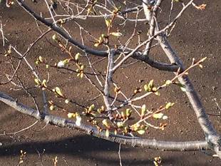  山手イタリア山庭園　桜の開花情報　3/27