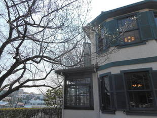 山手イタリア山庭園　桜の開花情報　3/31