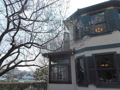 山手イタリア山庭園 桜の開花情報 3/31の写真
