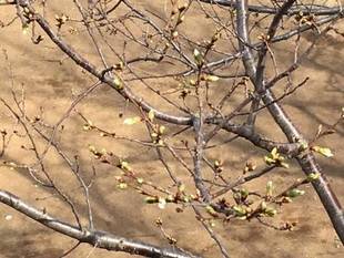 山手イタリア山庭園　桜の開花情報　3/25